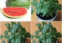 HK Creative - How to grow watermelons in pots from melon Facebook