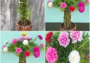 HK Creative - Plant ten hours into a small cute bonsai pot Facebook
