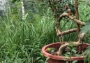 Hng o Vit - Watch beautiful birds