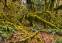 Hoh RainForest In Washington State USA - Tag Friends