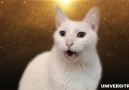 Hoje eu durmo cedinhoDe madrugada Gatos cantando Despacito