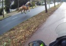 Hold your horses! Via &See more sensational videos like this