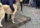 Hollanda köpeklerine bir tepkide KAYSERİMİZDEN
