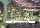 Hollanda Tarımda Makine Kullanımı - İşte Teknoloji
