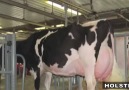 Holstein - Kısa Belgesel