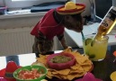 Holy guacamole! Fiesta like theres no maana!Credit Angel Bengal