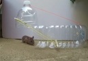 Homemade Mouse Trap