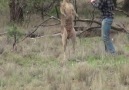 Homem luta com um canguru para poder salvar o seu co! XD