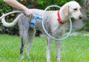 Hoop dog shower