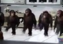 Horon Tepen Maymunlar - Hayde Hayde :))