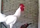 horoooooz