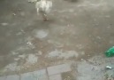 Horozların Kavgasını Ayırmaya Çalışan Koca Yürekli Köpek D