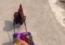 Horoz Romantizmi göklere çıkarıyor ) )İnanılmaz