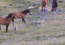 Horse Grapevine - A Protective Force Field Called Mom Facebook