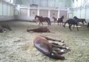 Horse Harlem shake