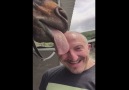 Horse Has A Field Day On Bald Man's Scalp