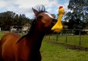 Horse LOVES His Squeaky Toy