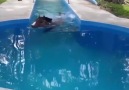 Horse loves swimming too