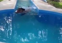 Horse loves swimming too