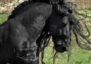 Horses & Freedom - Amazing Friesian Facebook