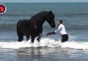 Horses & Freedom - Beautiful Friesian (Bilan) Facebook