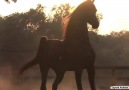 Horses & Freedom - Crazy Arabian Horse Facebook