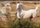 Horses & Freedom - elegant arabian Facebook