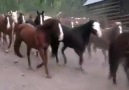 Horses & Freedom - horses & enjoy life Facebook