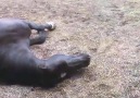 Horses, Peacefully Farting and Snoring