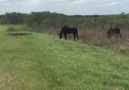 Horse trying to protect its herd Credit storyful