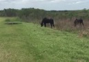Horse trying to protect its herd Credit storyful