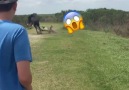 Horse trying to protect its herd storyful