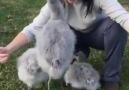 How about some baby flamingo love Credit Natural Bridge Zoo