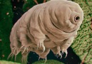 How are Tardigrades able to survive almost anything