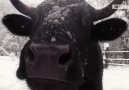 How are these cows not sick of the snow yet