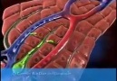 How bile is formed in liver