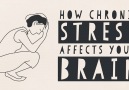 How chronic stress can affect the brains size structure and how it functions