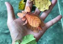 How cool are these leaf insects! Like us for more!Credit