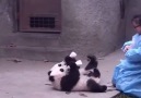 How cutie are these :* :*  Adorable pandas acts like babies <3 <3