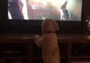 How excited can a dog get watching TVCredit Viralvideouk
