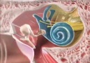 How human ear works