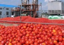 How Its Made Canned Tomatoes