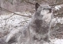 Howl dhiver ... (Crdit Wolf Conservation Center Zphyr)