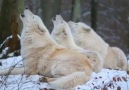 Howling Wolves