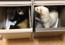 How many of you had a ferret growing up