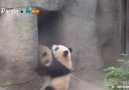 How many times does a panda fall down every day