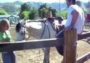 How Not To Mount A Horse