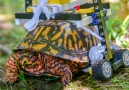How the Maryland Zoo created a custom LEGO wheelchair for an injured turtle.
