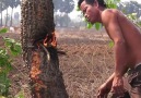 HOW TO CUT TREE USING FISH OIL!