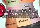 How to Detox Each Organ To Never Be Sick or Tired Again